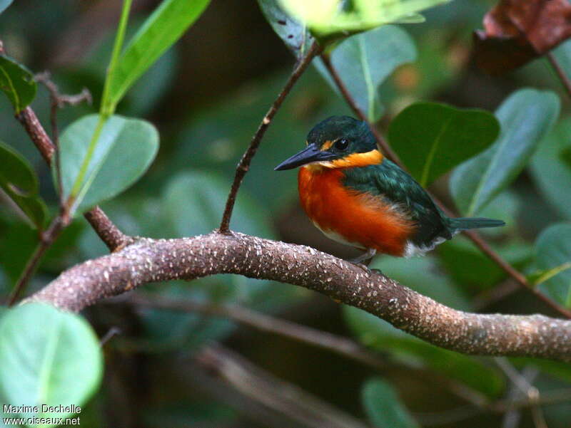 American Pygmy Kingfisher male adult