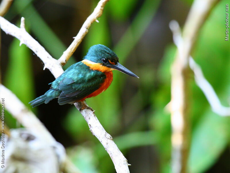 American Pygmy Kingfisher