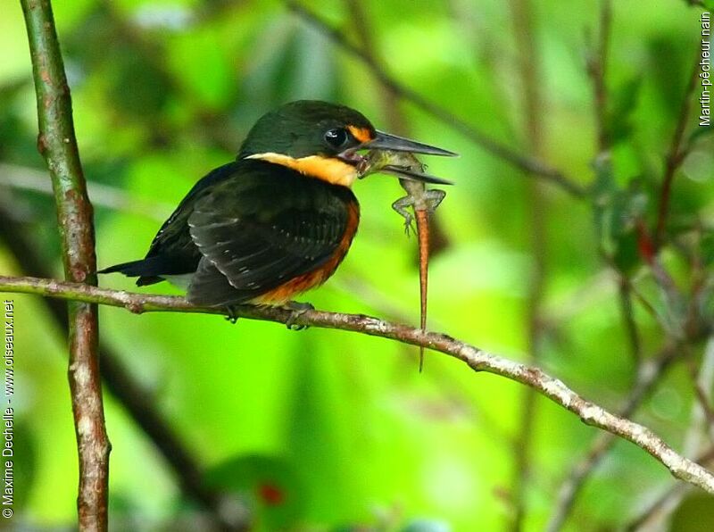 American Pygmy Kingfisher, feeding habits