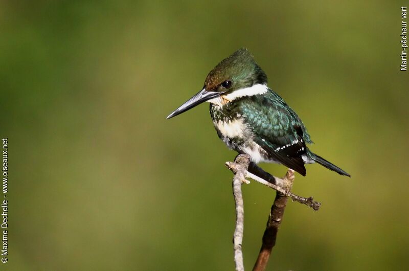 Martin-pêcheur vert femelle adulte, identification