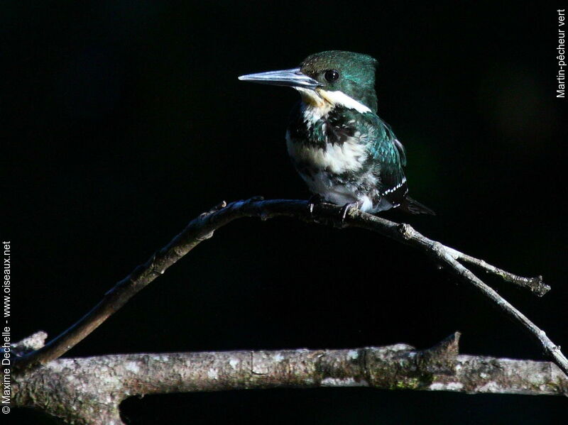 Martin-pêcheur vert femelle adulte, identification