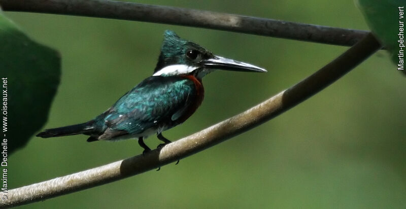 Green Kingfisher male adult, identification