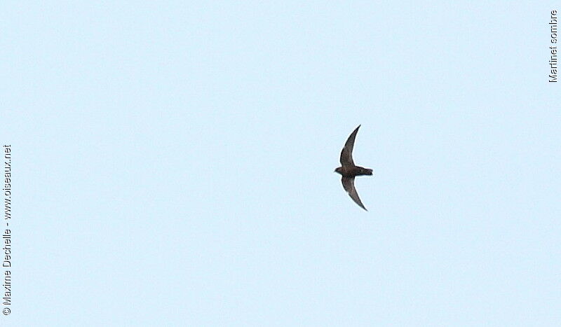 American Black Swift, Flight