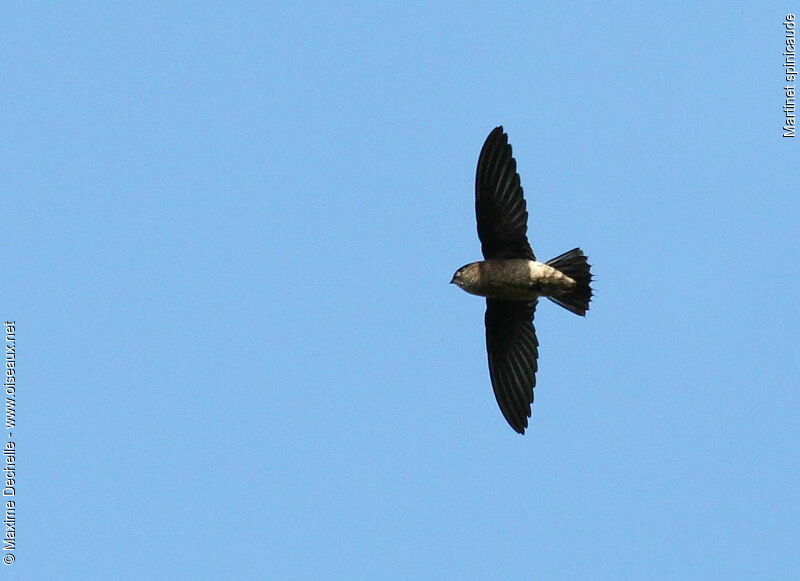 Band-rumped Swift, Flight