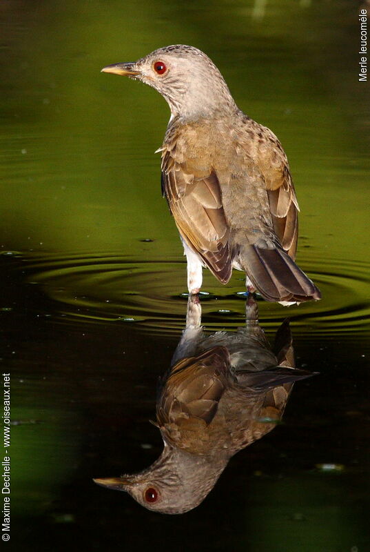 Pale-breasted Thrush, Behaviour