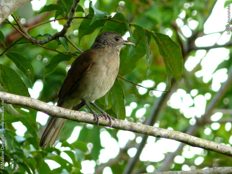 Pale-breasted Thrush