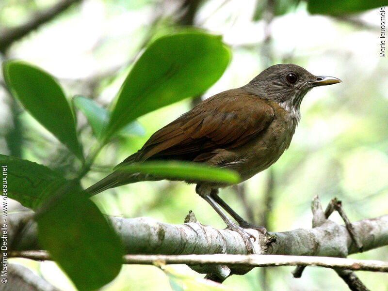 Pale-breasted Thrush, identification