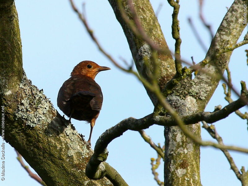 Common Blackbird female adult