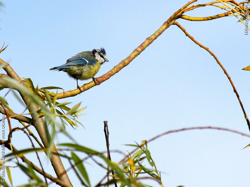 Mésange bleue, identification