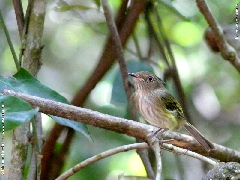 Helmeted Pygmy Tyrant