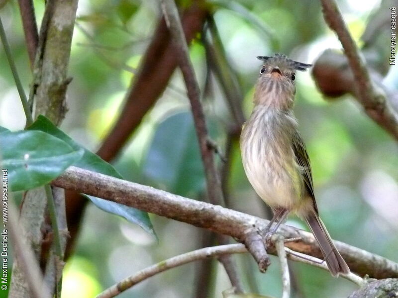 Helmeted Pygmy Tyrant