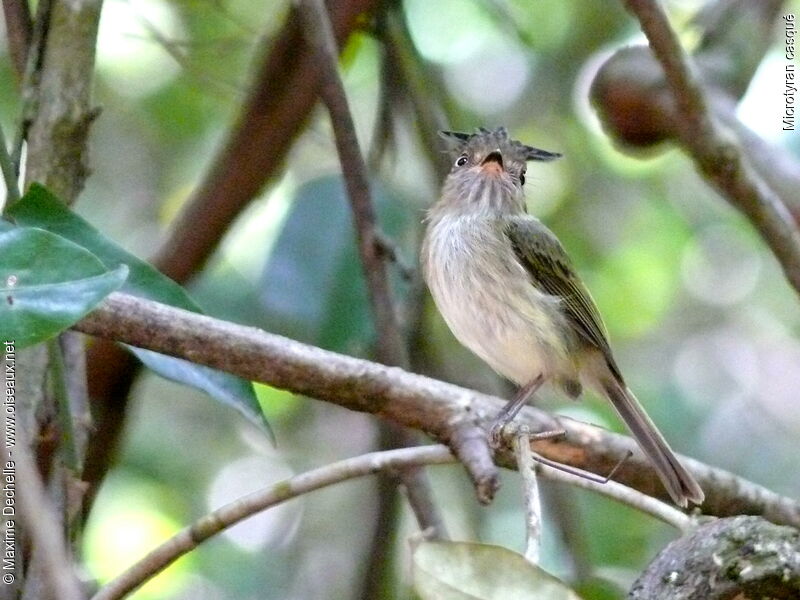 Helmeted Pygmy Tyrant