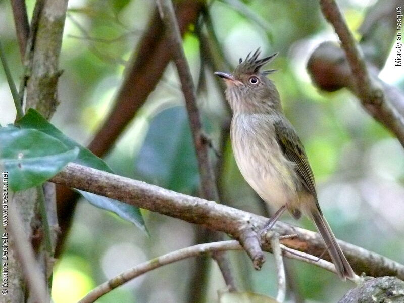 Helmeted Pygmy Tyrant