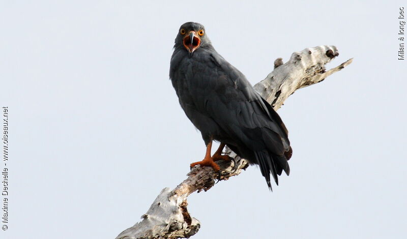 Slender-billed Kite, identification, song