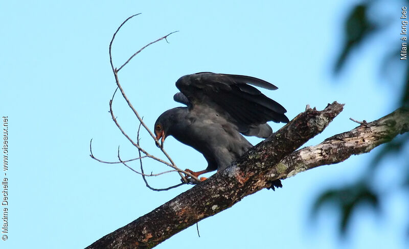 Slender-billed Kite, identification, Reproduction-nesting