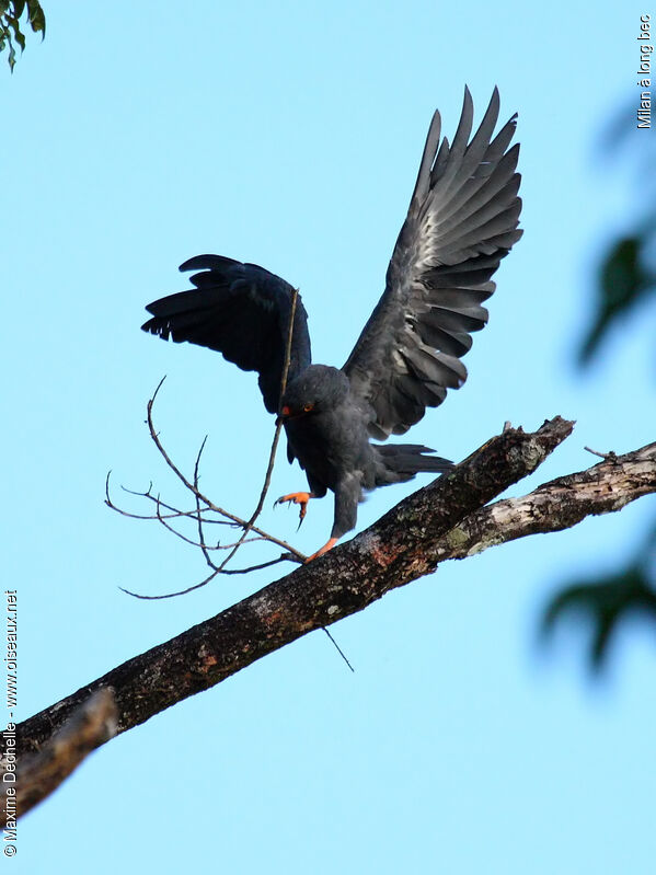 Slender-billed Kite, identification, Reproduction-nesting