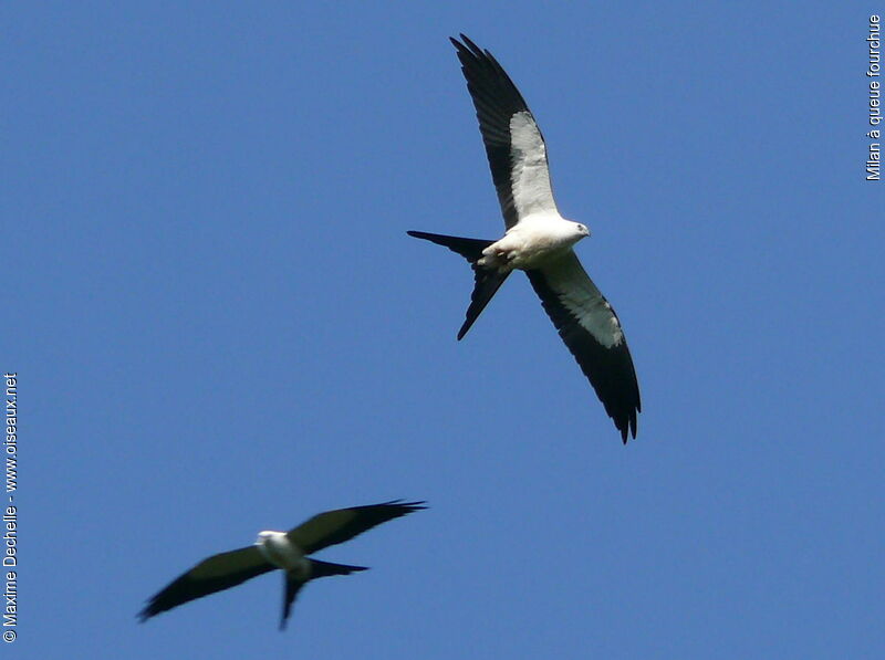 Swallow-tailed Kite