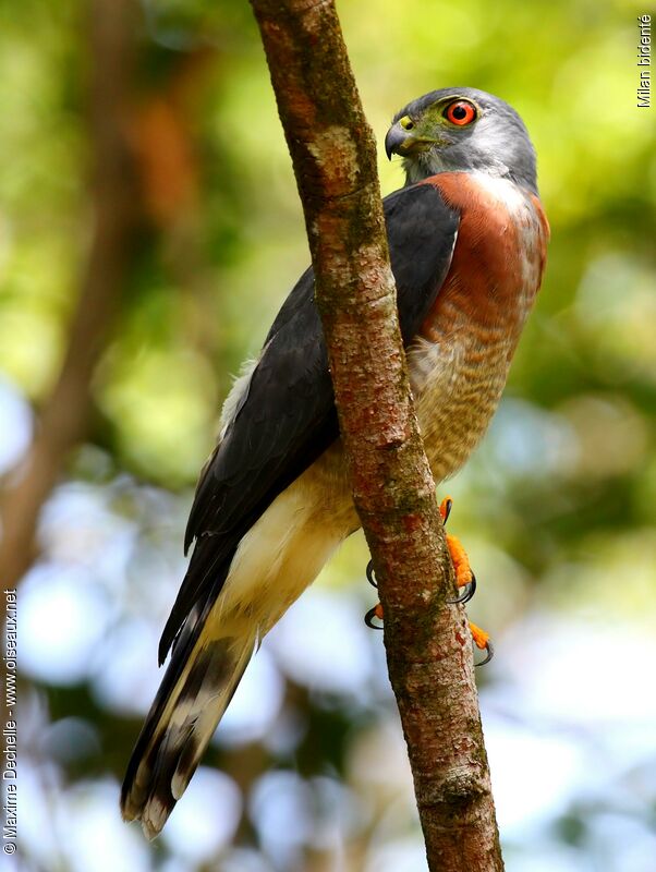 Double-toothed Kite, identification