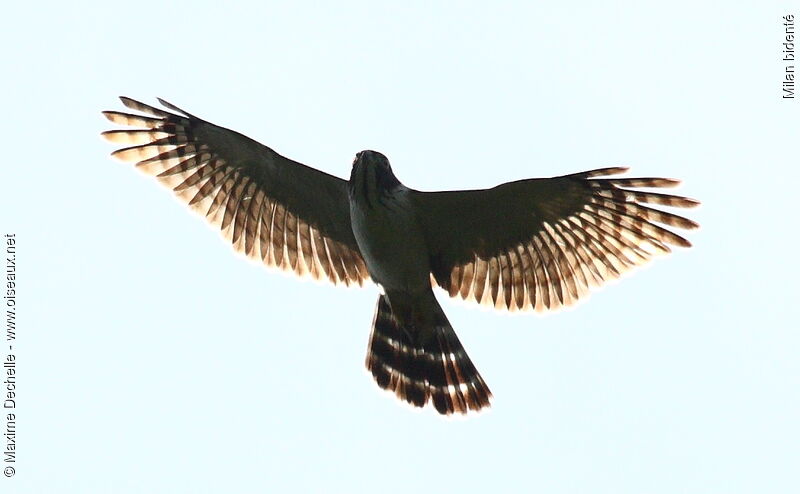 Double-toothed Kitejuvenile, Flight