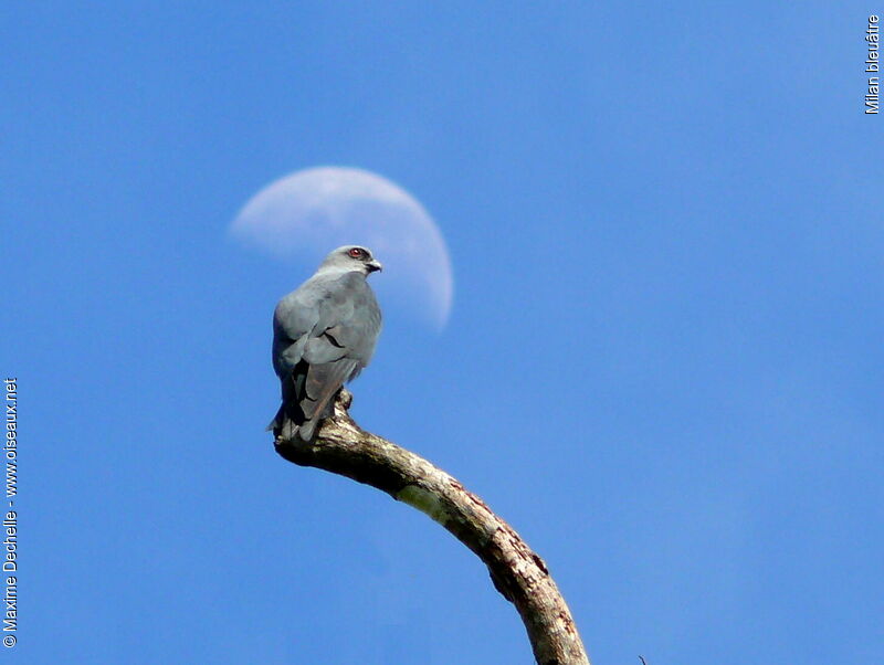 Plumbeous Kiteadult