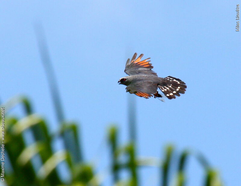 Milan bleuâtreadulte, identification, Vol, régime