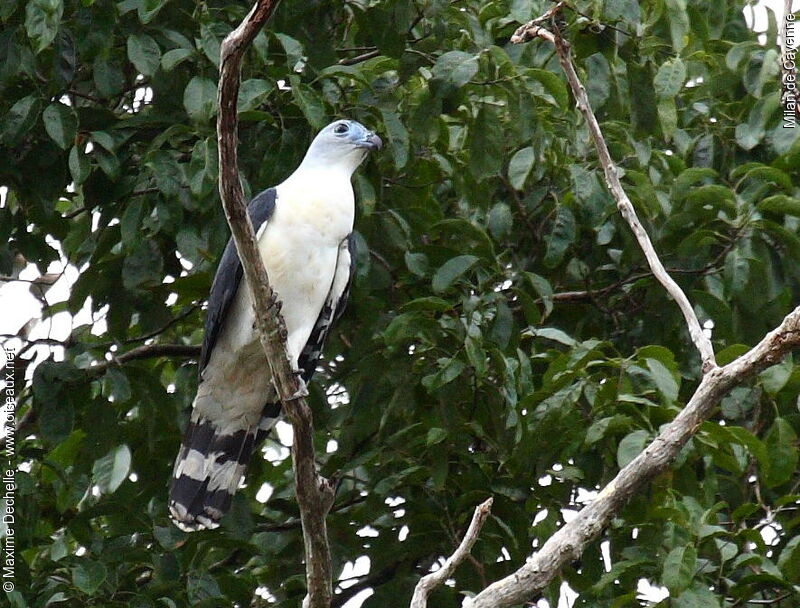 Milan de Cayenne, identification