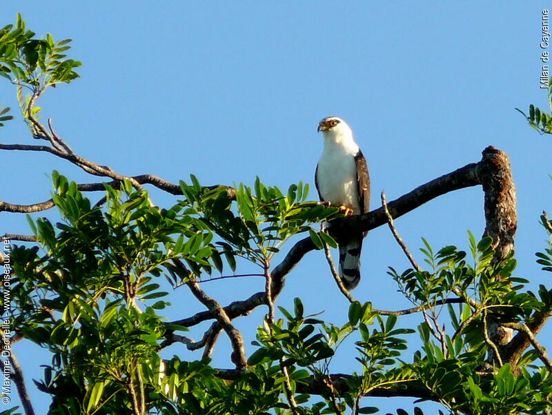 Grey-headed Kitejuvenile