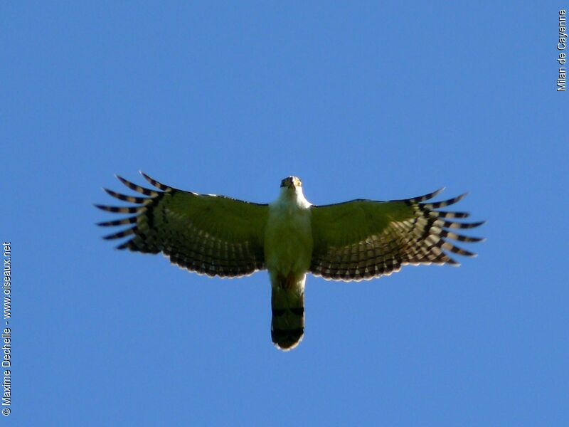 Grey-headed Kitejuvenile