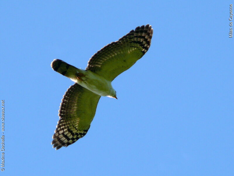 Grey-headed Kitejuvenile