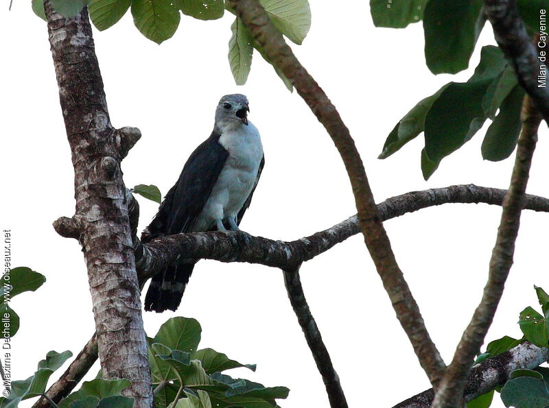 Grey-headed Kite