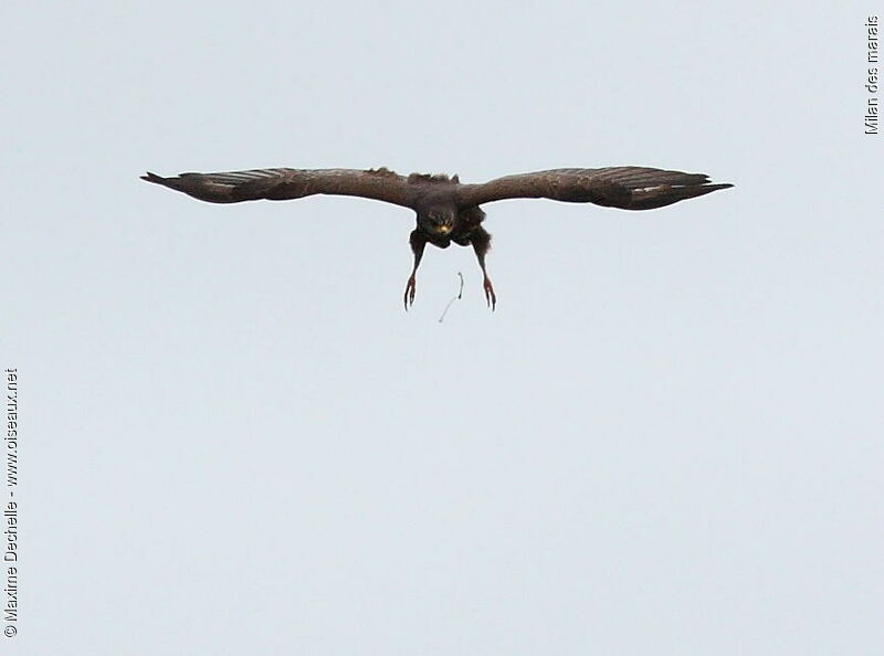 Snail Kite, Flight, Behaviour