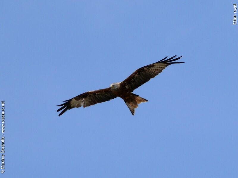 Red Kite