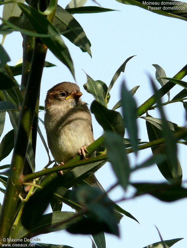 Moineau domestique