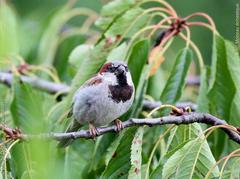 House Sparrow male adult