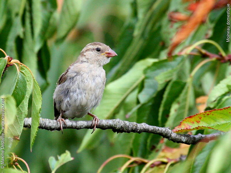 House Sparrow female adult