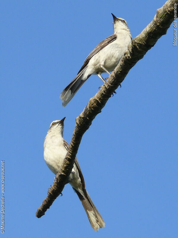 Tropical Mockingbird adult