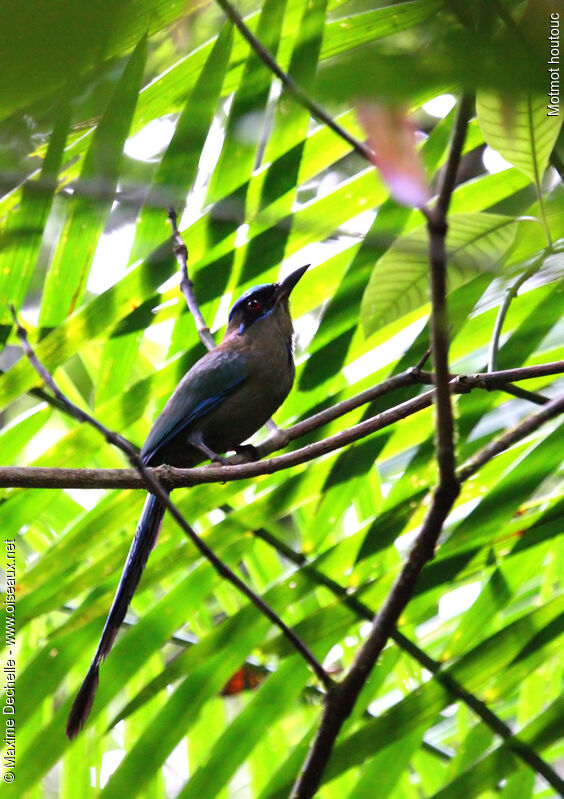 Amazonian Motmot, identification