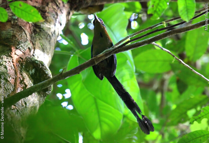 Amazonian Motmot, identification