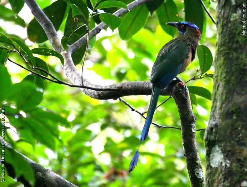 Motmot houtouc, identification