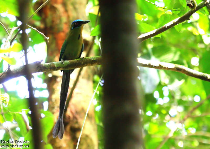 Motmot houtouc, identification