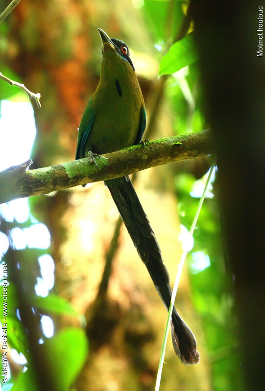 Amazonian Motmot, identification