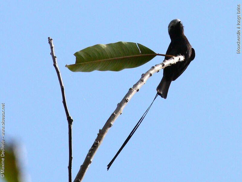 Long-tailed Tyrant