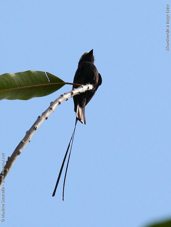 Long-tailed Tyrant