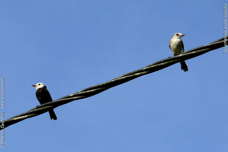 White-headed Marsh Tyrant adult