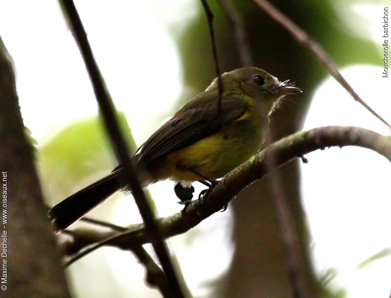 Whiskered Myiobius