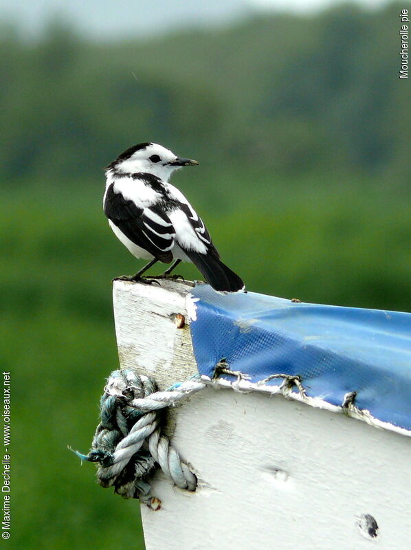 Pied Water Tyrant