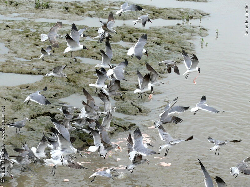 Laughing Gull, identification, Flight, feeding habits, Behaviour