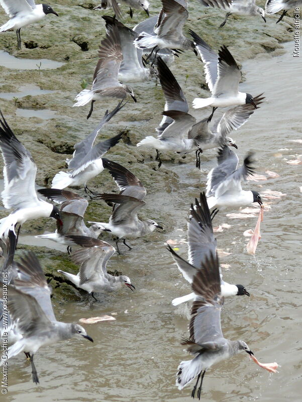 Mouette atricille, identification, Vol, régime, Comportement