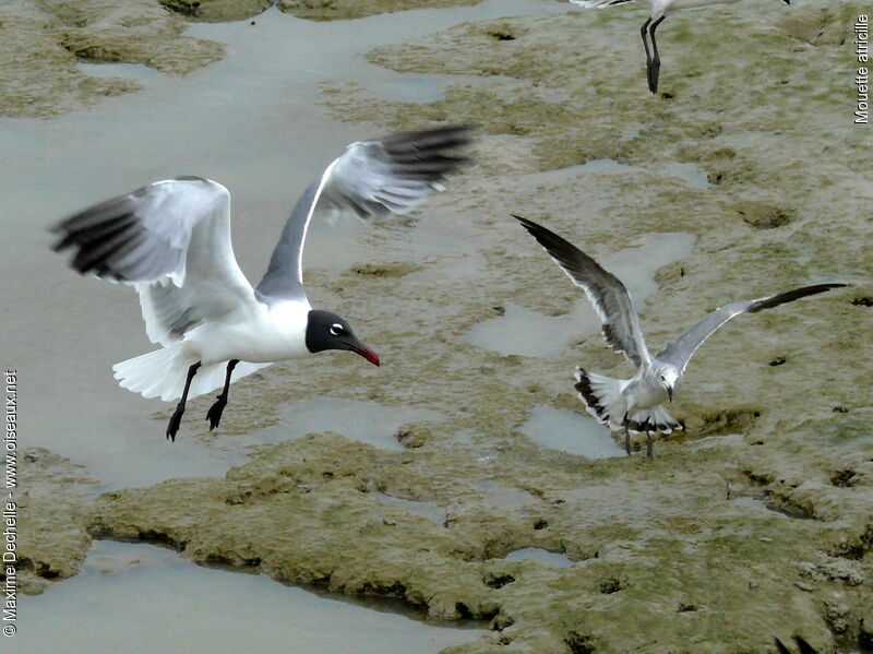 Laughing Gull, Flight