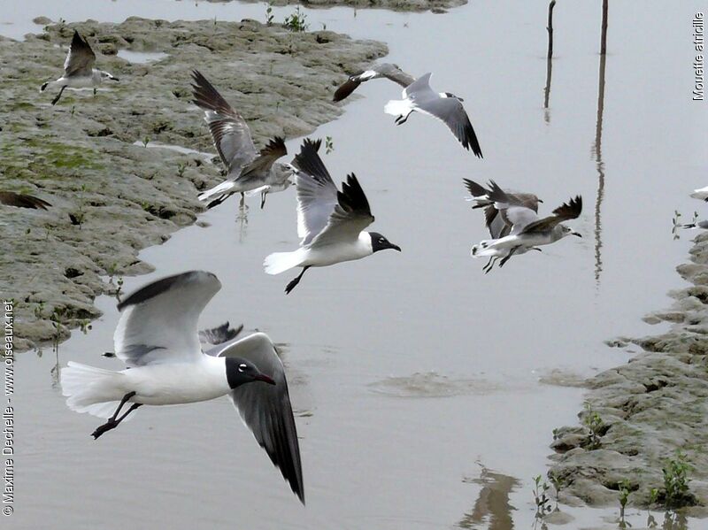 Mouette atricille